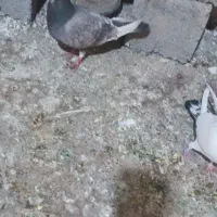 کبوتر|پرنده|ماهدشت, |دیوار