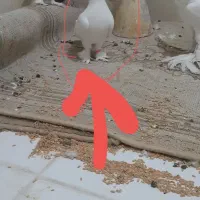 لوتی و تهرانی