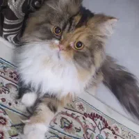 واگذاری گربه ۱ساله ماده عقیمشده کرم پرشین دم روباه