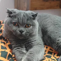 واگذاری دو گربه اسکاتیش بریتیش دبل فولد