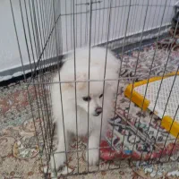 سگ پامری نر چهار ماهه هست قیمت اا میلیون|سگ|پارسآباد, |دیوار