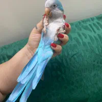 طوطی راهب