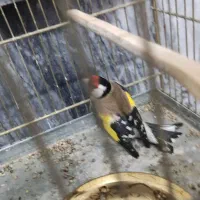 سهره تازه قیمت مقطوع|پرنده|بروجرد, |دیوار