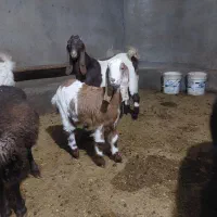 بزغاله پاکستانی اصل برای نسل کشی|حیوانات مزرعه|رزن, |دیوار