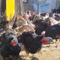 بوقلمون|حیوانات مزرعه|کرمانشاه, |دیوار