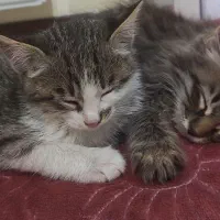 واگذاری دوتا بچه گربه