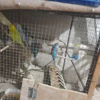 فروش تعدادی جفت مرغ عشق