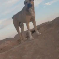 سگ فروشی ب شرط