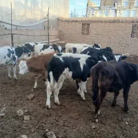 فروش گوساله|حیوانات مزرعه|بشاریات, |دیوار