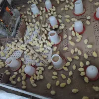 جوجه 1روزه گوشتی راس|حیوانات مزرعه|آق قلا, |دیوار