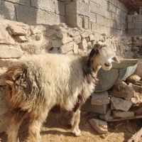 میش ، گوسفند شیشک|حیوانات مزرعه|جره و بالاده, |دیوار