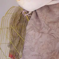 عروس هلندی مولدوتازدانخور وسرلاکی|پرنده|اصفهان, سرشبادران|دیوار