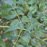 اجاره واحد102متری سعادتی