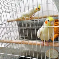عروس هلندی|پرنده|مشهد, ایثار|دیوار