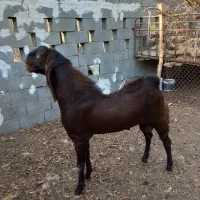 نرخوب کاموری