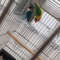 برزیلی یک جفت مولد همراه با یک عدد جوجه دونخور