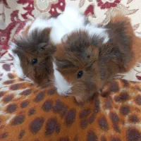 خوکچه هندی فشن