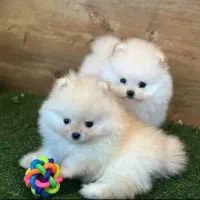 مجموعه انواع ریزه میزه های اپارتمانی