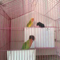 طوطی برزیلی زیر قیمت