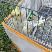 عروس‌هلندی
