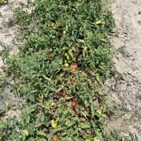 گوجه فرنگی گرجه