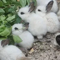 خرگوش|موش و خرگوش|شهرکرد, |دیوار