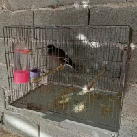 مینا|پرنده|شیراز, انجیر|دیوار