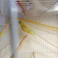 ماده قناری آماده