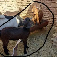 جفت کهره نرماده