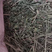 یونجه خشک