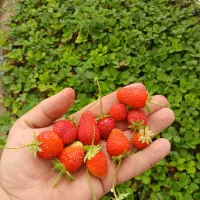 نهال گلدانی توت فرنگی نعنا ترخون