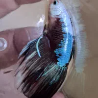 فایتر کلکسیونی|ماهی|پردیس, فاز ۱۱|دیوار