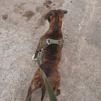 پیتبول اصیل