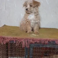 توله شیدزو|سگ|شیراز, وزیرآباد|دیوار