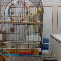 عروس هلندی|پرنده|امیدیه, |دیوار