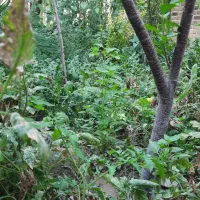 اجاره ویلا سالانه