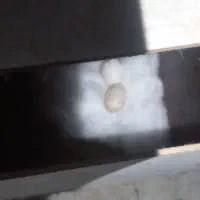 عروس هلندی توسی|پرنده|اهر, |دیوار