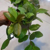 هویا پیچ مومی ساکولنت رونده آویزی برگ ضخیم|گل و گیاه طبیعی|قم, نیروگاه|دیوار