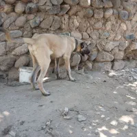 دو عدد توله ۶ ماهه|سگ|اردبیل, |دیوار