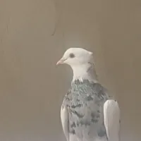 گمشده