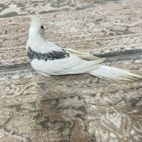 دو عدد عروس هلندی