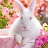 خرگوش مینیاتوری