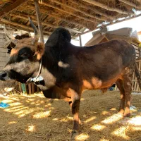 گوساله گاو نر سرشاخی|حیوانات مزرعه|گتاب, |دیوار