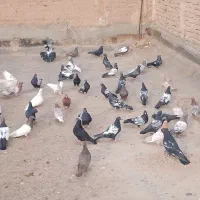 کفتر رنگی درجه یک