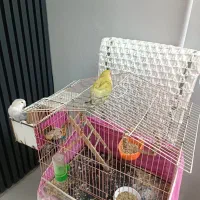 دوعدد طوطی برزیلی به فروش میرسد