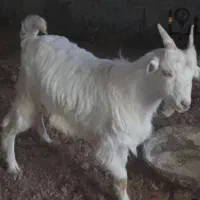 فروش ۳۰راس کهره سبک