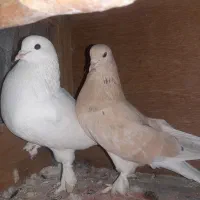 کبوتر تزئینی