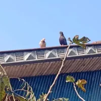 کبوتر اصل لارستان|پرنده|سنگر, |دیوار