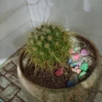 باغ-شهر-عباس-آباد-سلطانیه