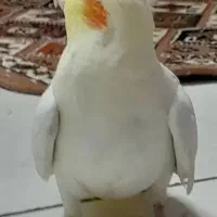 عروس هلندی|پرنده|قروه, |دیوار